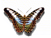 animated gifs butterflies 1