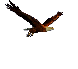 [Image: animated-gifs-eagles-6.gif]