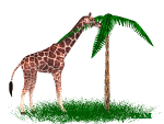 animated gifs giraffes 13