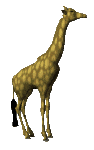 animated gifs giraffes 11