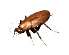 [Image: animated-gifs-insects-050.gif]
