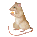 animated gifs rats