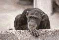 Download free Monkeys animated gifs 8