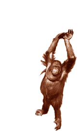 Download free Monkeys animated gifs 3
