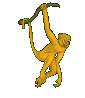 animated gifs Monkeys