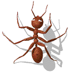 animated gifs Ants