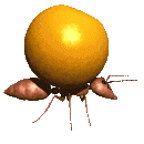 Download free Ants animated gifs 15