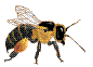 animated gifs Bees