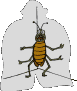 Download free beetles animated gifs 2