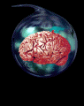 Download free brains animated gifs 2