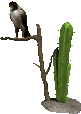 Download free cactuses animated gifs 12