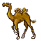 Download free camels animated gifs 11