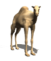 Download free camels animated gifs 14