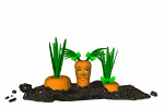 Download free carottes animated gifs 12