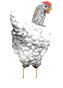 animated gifs chicken