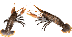 Download free crabs animated gifs 18