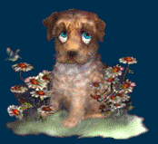 animated gifs dogs