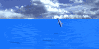 animated gifs dolphins