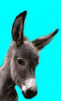 animated gifs donkeys
