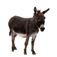 Download free donkeys animated gifs 1