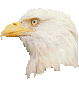 Download free eagles animated gifs 8