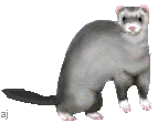 Download free ferrets animated gifs 13