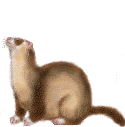 Download free ferrets animated gifs 10
