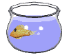 animated gifs fishes