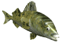 Download free fishes animated gifs 6