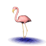 Download free flamingos animated gifs 7