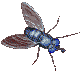 animated gifs flies