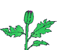 animated gifs Flowers
