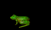 Download free frogs animated gifs 5