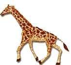 Download free giraffes animated gifs 5