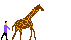 Download free giraffes animated gifs 26