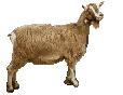 Download free Goats animated gifs 12
