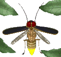 Download free insects animated gifs 9