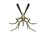 Download free insects animated gifs 1