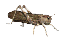 Download free insects animated gifs 26