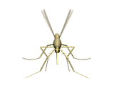 animated gifs insects