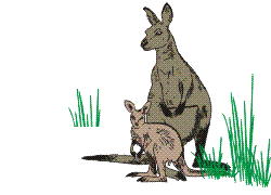 Download free kangaroos animated gifs 9