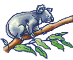 Download free koala bears animated gifs 10