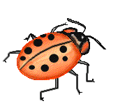 Download free ladybugs animated gifs 5