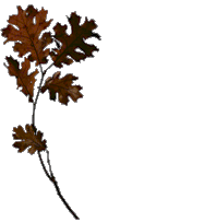 Download free Leaves animated gifs 2