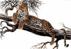 Download free leopards animated gifs 6