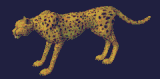 Download free leopards animated gifs 4