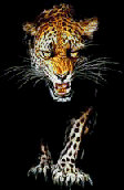 Download free leopards animated gifs 1