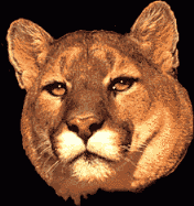 Download free lions animated gifs 26