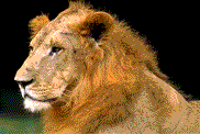 Download free lions animated gifs 21
