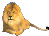 Download free lions animated gifs 20